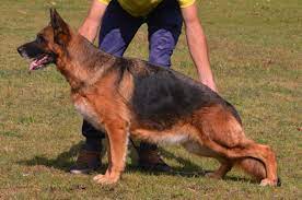 public/dog_images/224/1719240350.Gamma Splitberg.jpg